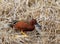 Cinnamon Teal