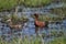 cinnamon Teal pair