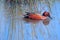 Cinnamon Teal swimming