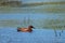 Cinnamon Teal on the water in the Sacramento Wildlife Refuge