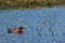 Cinnamon Teal on wind-ruffled blue water at Sacramento Wildlife Refuge