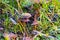 cinnamon webcap  Cortinarius cinnamomeus in forest