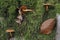 The Cinnamon Webcap Cortinarius cinnamomeus is an poisonous mushroom