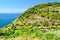 Cinque Terre (Liguria, Italy), green terraces