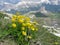 Cinque Torri (Five Towers) in the Alps with yellow mountiain flowers in foreground
