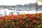 Cinquefoil red lady flowers in the foreground and a harbor with ships and boats in a background