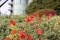 Cinquefoil red lady flowers in the foreground and modern building in a background