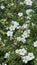 Cinquefoil shrub blooming in garden with white flowers.