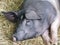 The Cinta senese , very ancient tuscan breed of domestic pig , lying down on straw
