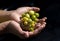 Ciplukan, Physalis angulata fruit or golden berry, Groundcherry, on child hand