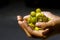Ciplukan, Physalis angulata fruit or golden berry, Groundcherry, on child hand