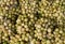 Ciplukan, Physalis angulata fruit or golden berry, Groundcherry, natural background