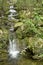 Cipresseta Fontegreca forest