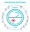 Circadian Rhythm. Scheme of Sleep Wake Cycle. Infographic Elements. Sunlight Exposure on Regulates Hormones Production