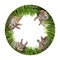 Circle with brown rabbits eating grass