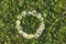 Circle of daisies on a green meadow