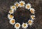 Circle frame created from white daisies on a background of gray stones