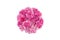 Circle pink carnation flowers