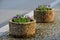 Circle-shaped flowerpot, concrete cylinders with planted lavender. Concrete has pebbles on its surface. barrier parking in the ped