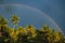 Circle spectrum Rainbow on the blue sky after rain over the Palm Trees Tropical