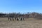 A circle of standing stones resembling Stonehenge but located in the small rural community Wallace Nova Scotia in springtime