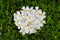 Circle White Plumeria or Frangipani on green Pinto Peanut