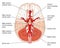 The Circle of Willis