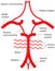 Circle of Willis