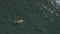Circling drone view: A young masculine man floating and swimming in clear water.