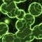 Circular Cell-like seamless texture -green