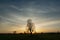 Circular condensation streak over a tree on a meadow during sunset