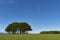 A circular Copse of Trees within a Wheat Field on the slight hills above the Strathmore Valley in Angus.