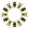 Circular design with flower chafers beetles