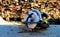 Circular electric saw in sawdust, pile of fresh blurred wooden