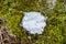 Circular lichen patch