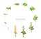 Circular life cycle of Rapeseed Brassica napus oilseed rape Round Growth stages  illustration