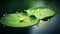A circular lotus leaf floating on a tranquil pond with water droplets