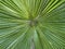 Circular Palm Leaf