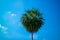 Circular palm tree with blue sky