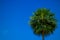 Circular palm tree with blue sky