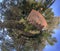 Circular panorama from composite aerial photos of a small typical German detached house on a forest plot, deliberately distorted