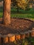 Circular tree base surround bark and grass