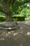 A circular wooden seat built around a Quercus castaneifolia `Green Spire` tree,RHS Garden,Harlow Carr,Harrogate,North Yorkshire,