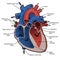 Circulation of blood through the heart. Cross sectional diagram of the heart with main parts labeled.