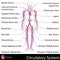 Circulatory System