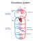 Circulatory system. Human bloodstream. Pulmonary Circulation in lungs, and Systemic Circulation