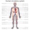 Circulatory system structure diagram science