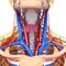Circulatory system of throat
