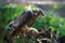 Circus aeruginosus - falcon