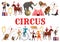 Circus animals, clowns and acrobatic equilibrists